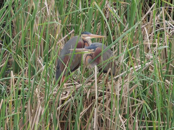 <h3><a href="/trips/extramadura/biota/animalia/chordata/aves/015 pelecaniformes/002 ardeidae/ardea purpurea/ardea purpurea-nl.html">Ardea&nbsp;purpurea</a> / Purple&nbsp;heron / Purperreiger</h3>OM-1 Mark II met OLYMPUS M.150-400mm F4.5 TC, 1/2000 sec  bij F5.6, ISO 4000, afstand 101&nbsp;m